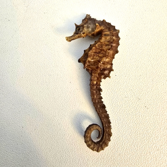 Vintage Taxidermy Seahorse Skeleton Natural Specimen 2" Hippocampus Erectus - Picture 1 of 7